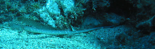 Sygnathus Typhle.jpg